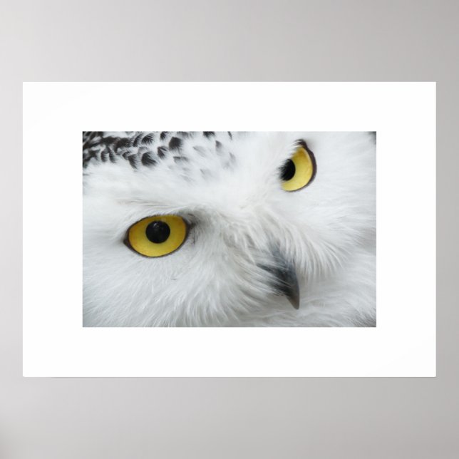 Póster Owl Poster (Frente)