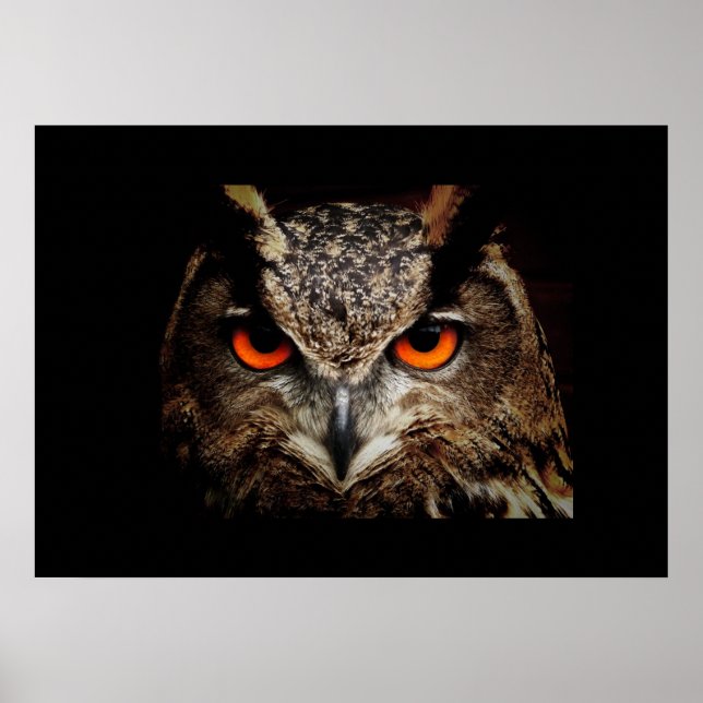 Póster Owl Poster (Frente)