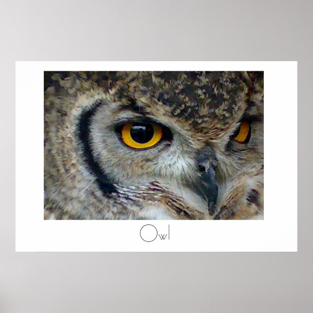 Póster Owl Poster Design (Frente)