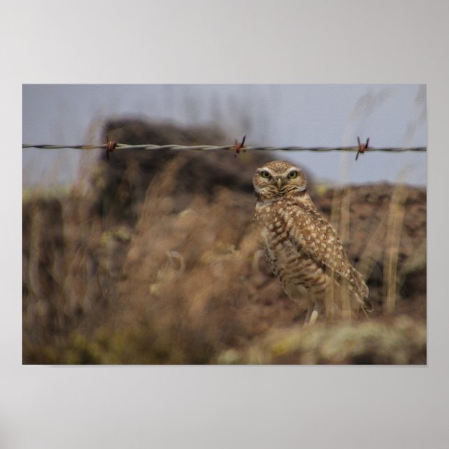 Póster ¡owl te ve! (Frente)