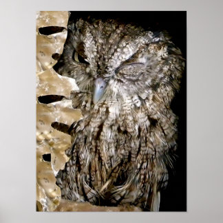 Póster Owl Wink