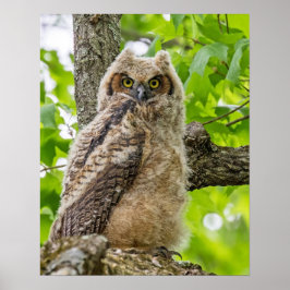 Póster Owlet