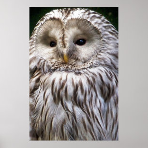 PÓSTER OWLS