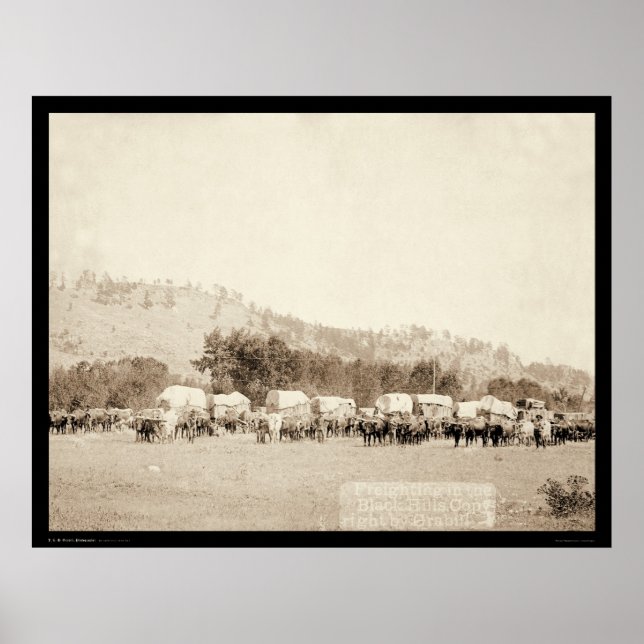 Póster Ox Teams Freighting in Valley Black Hills SD 1887 (Frente)