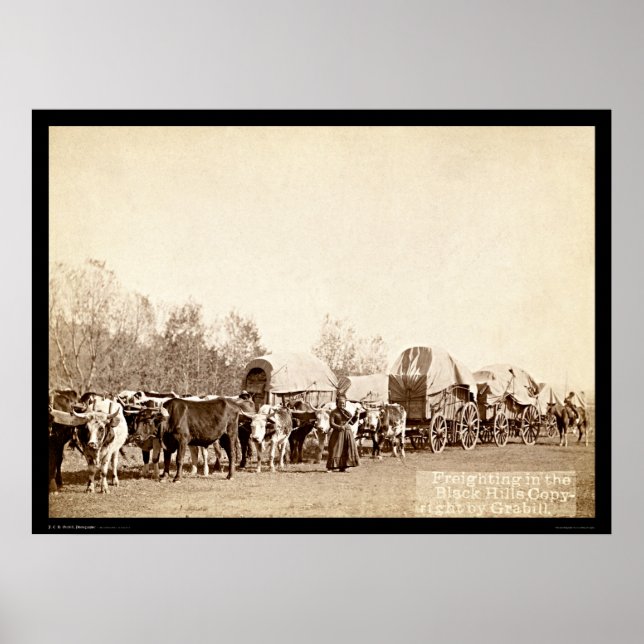 Póster Oxen Freighting In the Black Hills SD 1887 (Frente)