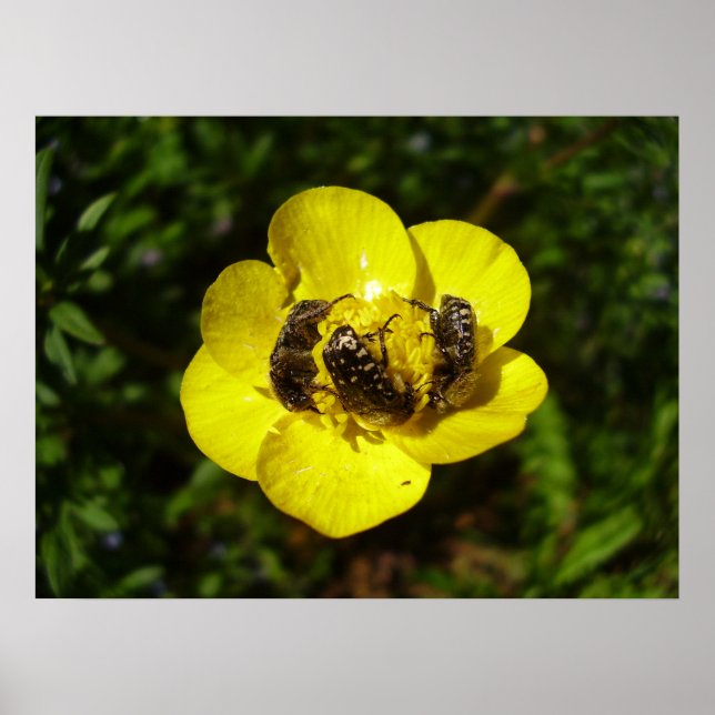 Póster Oxythyrea Funesta Beetles Poster (Frente)