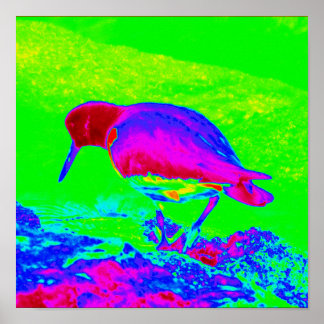 Póster Oyster Catcher