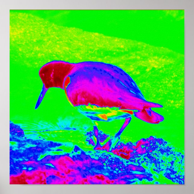 Póster Oyster Catcher (Frente)