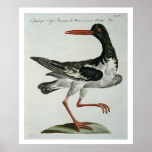 Póster Oyster Catcher, c.1767-76 (grabado a mano)