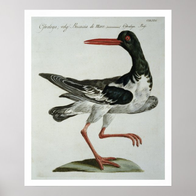 Póster Oyster Catcher, c.1767-76 (grabado a mano) (Frente)
