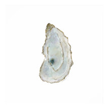 Oyster de Bahía Móvil-1
