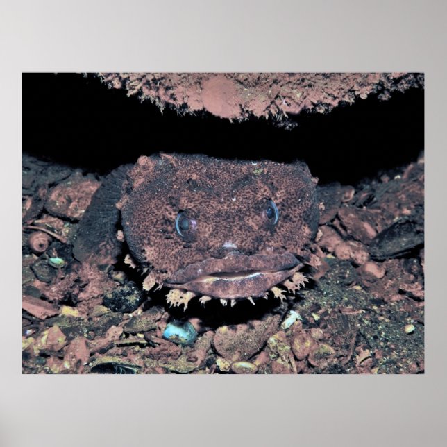 Póster Oyster Toadfish (Frente)
