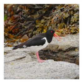 Poster Oystercatcher