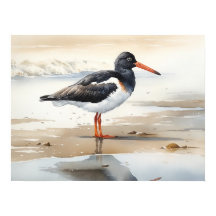 Oystercatcher Bird Art Print Poster
