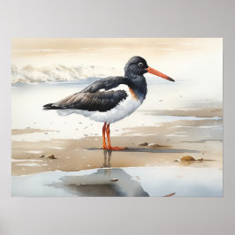 Póster Oystercatcher Bird Art Print Poster