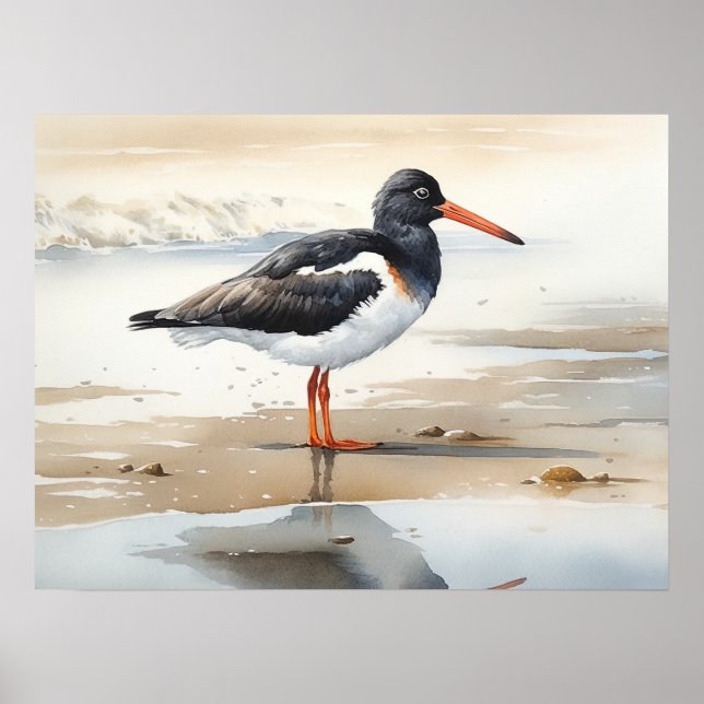 Póster Oystercatcher Bird Art Print Poster (Frente)