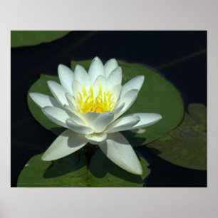 PÓSTER P1100646.RAW , "BLANCO LOTUS BLOSSOM"
