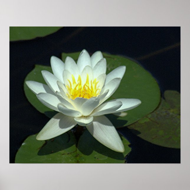 PÓSTER P1100646.RAW , "BLANCO LOTUS BLOSSOM" (Frente)