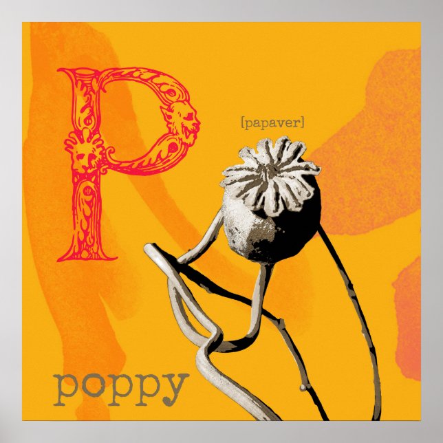 Póster P es para Papel de Poster de valor (mate) (Frente)