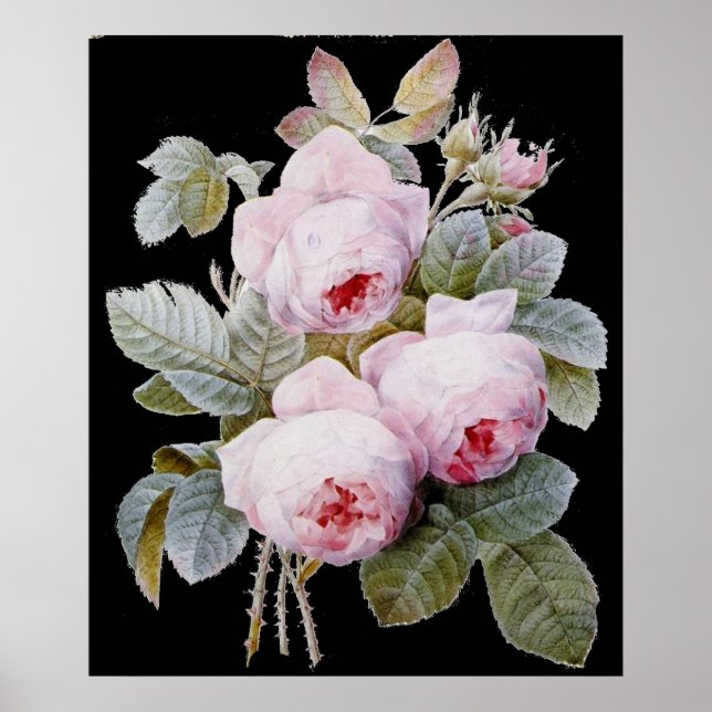 Póster P.J. Redoute Bourbon Rose Bouquet en negro (Frente)