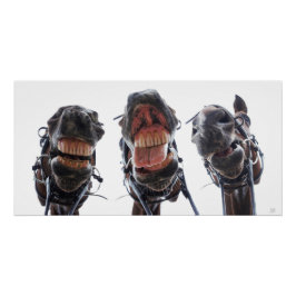 Póster Paarden in de mond gekeken. 3 paarden lachend.