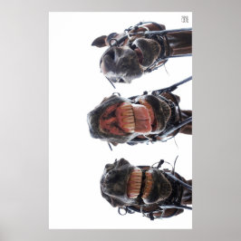 Póster Paarden in de mond gekeken. 3 paarden lachend.