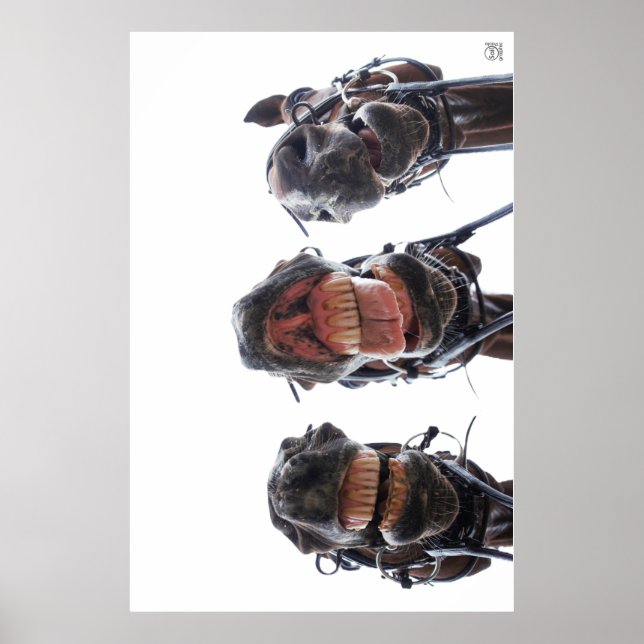 Póster Paarden in de mond gekeken. 3 paarden lachend. (Frente)