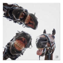 Paarden in de mond gekeken. 3 paarden lachend, hum