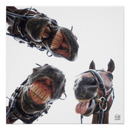 Póster Paarden in de mond gekeken. 3 paarden lachend, hum