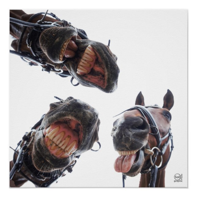 Póster Paarden in de mond gekeken. 3 paarden lachend, hum (Anverso)