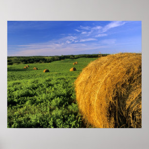 Póster Pacas de heno cerca de Bottineau Dakota del Norte