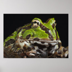 Póster Pacific Horned Frog Ceratophrys stolzmanni)