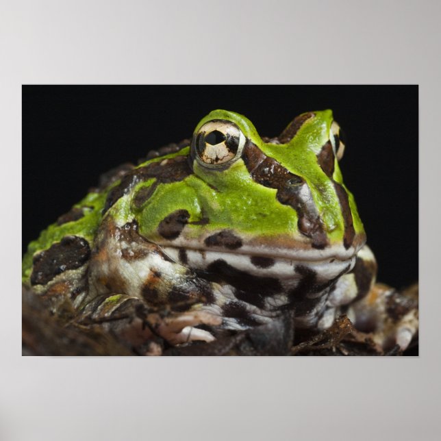Póster Pacific Horned Frog Ceratophrys stolzmanni) (Frente)