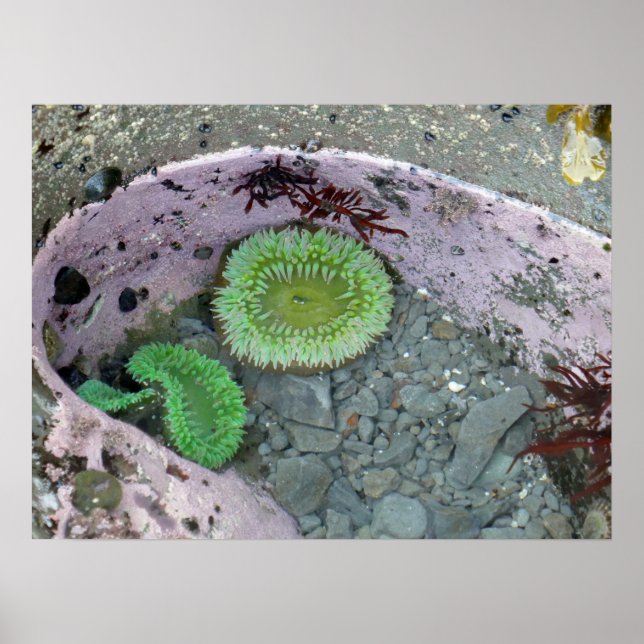 Póster Pacific Northwest Tidepool with Green Anenomes (Frente)