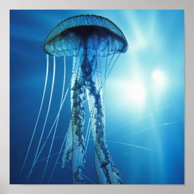 Póster Pacific_Ocean_Jellyfish (Frente)