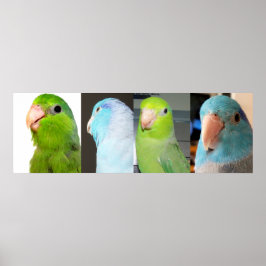 Póster Pacific Parrotlets Pájaros azules verdes 36 x 12 P