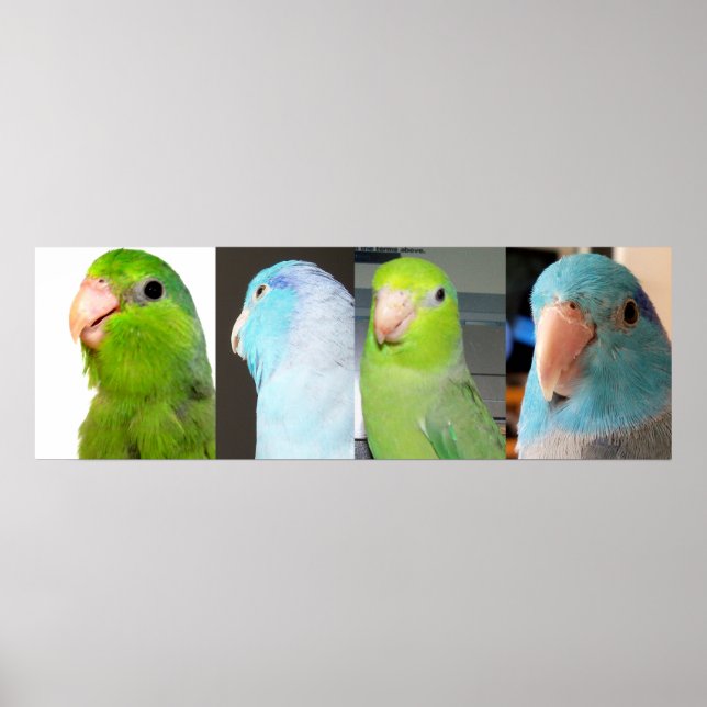 Póster Pacific Parrotlets Pájaros azules verdes 36 x 12 P (Frente)