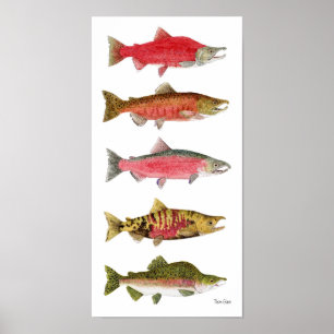 Póster Pacific Salmon in Spawning Colors Art Poster