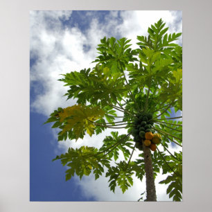 Póster Pacífico Sur, Polinesia Francesa, Marruecos.2