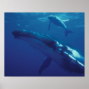 Póster Pacífico Sur, Tonga. ballena jorobada y cría