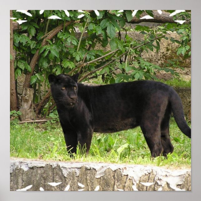 Póster Pacing Panther Poster (Frente)