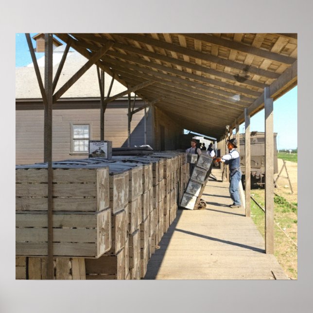 Póster Packing Shed Para Naranjas De Transporte Marítimo  (Frente)