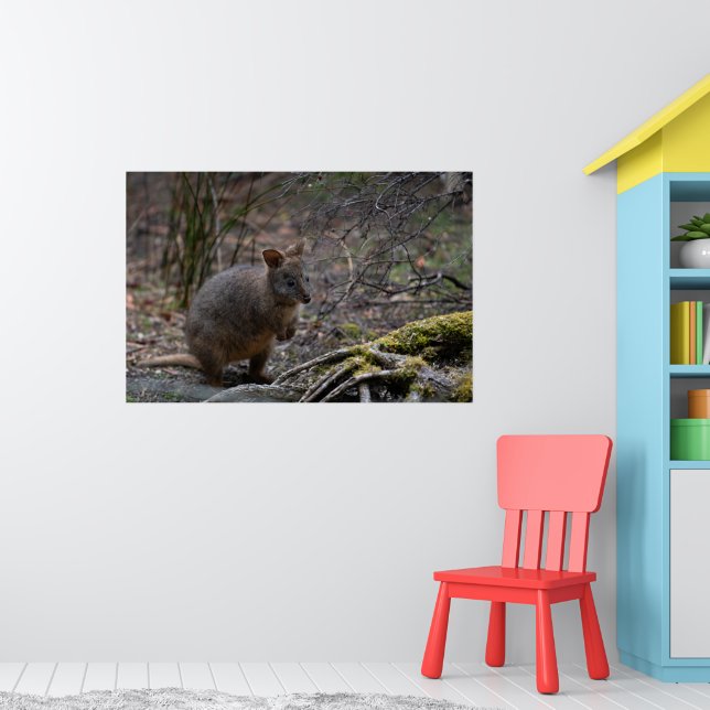 Póster Pademelon Australia, foto animal (Guardería 1)