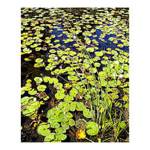 Pads y cañas de lirio de estanques fotográficos
