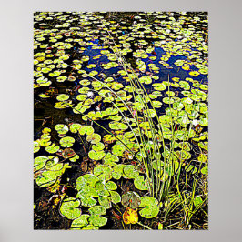 Póster Pads y cañas de lirio de estanques fotográficos