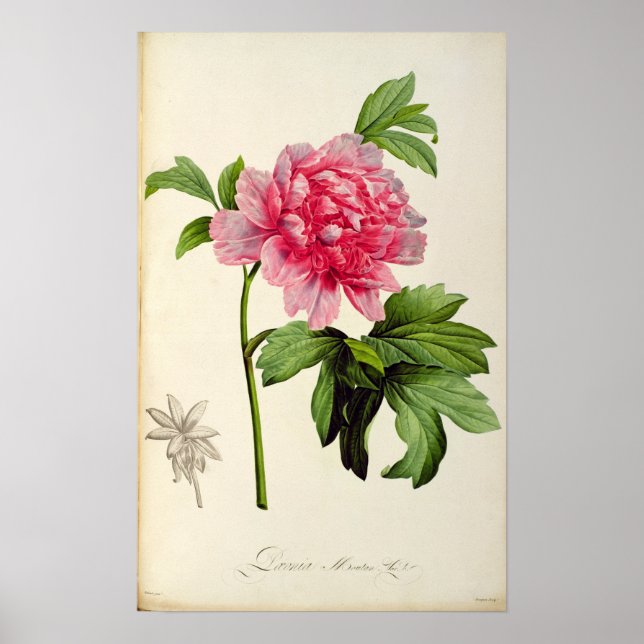 Póster Paeonia Moutan, c.1799 (Frente)
