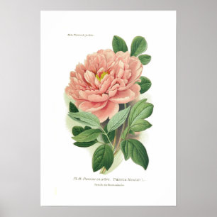 Póster Paeonia moutan (Peony)