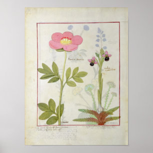 Póster Paeonia o Peony, y los miantos de Orchis