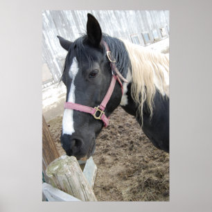 Póster Paint Horse