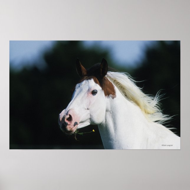 Póster Paint Horse Headshot 3 (Frente)